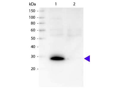 Western Blot: Goat anti-Human Kappa Light Chain Secondary Antibody [Biotin] [NBP1-73605] - Lane 1: Human ?. Lane 2: Human lambda. Load: 50 ng per lane. Primary antibody: None. Secondary antibody: Biotin rabbit secondary antibody at 1:1,000 for 60 min at RT. Blocking: incubated with blocking buffer for 30 min at RT. Predicted/Observed size: 28 kDa, 28 kDa for Human ?. Other band(s): None.